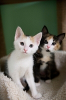 Picture of two calico kittens sitting next to each other
