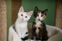 Picture of two calico kittens sitting next to each other