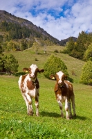 Picture of two calves in the alps