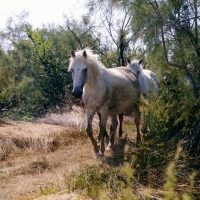 Picture of two Camargue mares walking down path in Camargue