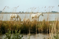 Picture of two camargue ponies behind rushes