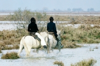 Picture of two camargue ponies being ridden through water