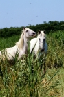 Picture of two camargue ponies in France with birds