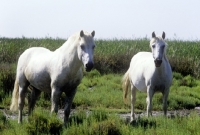 Picture of two camargue ponies in the camargue