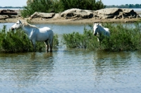Picture of two camargue ponies standing in water