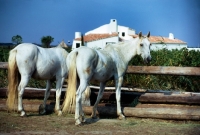 Picture of two camargue ponies standing near a fence