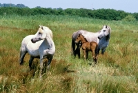 Picture of two camargue ponies with a foal