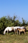 Picture of two camargue ponies with a foal