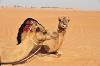 Picture of two camels in the desert