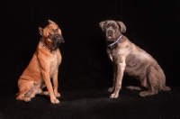 Picture of two Cane Corso dogs on black background