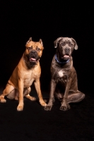 Picture of two Cane Corso dogs