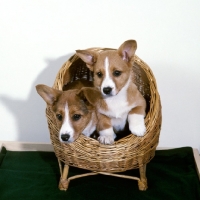 Picture of two cardigan corgi puppies in a basket