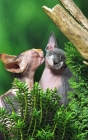 Picture of two caring Sphynx cats