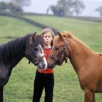 Picture of two Caspian Ponie foals touching noses with girl