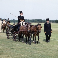 Picture of two Caspian Ponies in harness driven at show