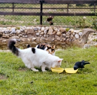 Picture of two cats and a bird eating and drinking together