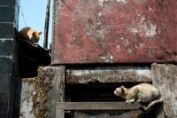 Picture of two cats looking at each other