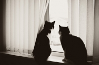 Picture of two cats looking out of window