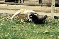 Picture of two cats playing, or scrapping