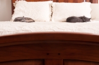 Picture of two cats sleeping on bed