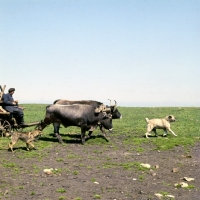 Picture of two caucasian sheep dogs with bullock cart in caucasus mountains