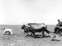 Picture of two caucasian sheep dogs with bullock cart in caucasus mountains