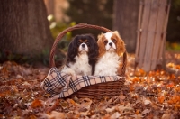 Picture of two cavalier king charles spaniels in basket