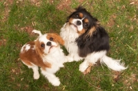 Picture of two Cavalier King Charles Spaniel looking up at camera