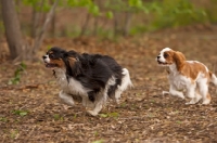 Picture of two Cavalier King Charles Spaniels running after each other