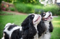 Picture of two cavalier king charles spaniels in profile