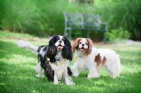 Picture of two cavalier king charles spaniels standing in grass