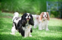 Picture of two cavalier king charles spaniels standing in grass