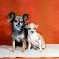Picture of two champion chihuahuas sitting on a rug, ch rozavel mermaid, long coat, ch rozavel chief scout, smooth coat