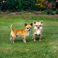 Picture of two champion chihuahuas standing on grass