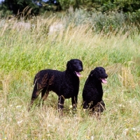 Picture of two champion curly coat retrievers standing and sitting in a field