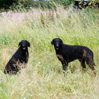 Picture of two champion curly coat retrievers