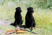 Picture of two champion curly coat retrievers near a gun