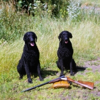 Picture of two champion curly coat retrievers waiting beside a rifle