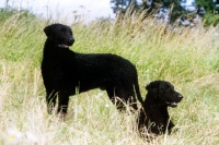 Picture of two champion curly coat retrievers in a field