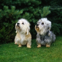 Picture of two champion dandie dinmonts looking up