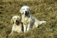 Picture of two champion golden retrievers on hillside at cranham