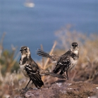 Picture of two champion island mockingbirds, galapagos islands