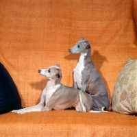 Picture of two champion italian greyhounds on a chair