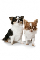 Picture of two Champion Longhaired Chihuahuas