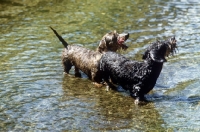 Picture of two champion miniature wirehaired dachshunds in a stream 