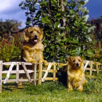 Picture of two champion norfolk terriers next to mini hurdle