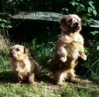 Picture of two champion norfolk terriers, one standing on hind legs