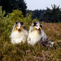 Picture of two champion rough collies in heather