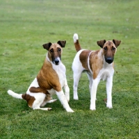Picture of two champion smooth fox terriers 