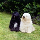 Picture of two champion tibetan terriers sitting